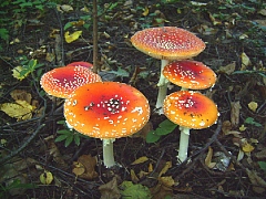 Мухоморы-2