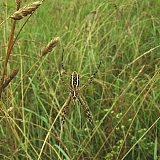 Чудеса природы