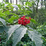 Чудеса природы