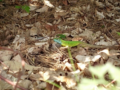 чудеса природы