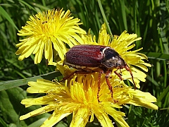 Майский жук