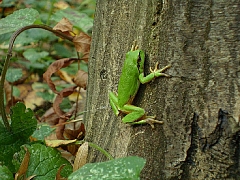 Чудеса природы-3