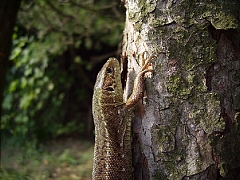 Днестровская ящерица