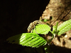 Чудеса природы