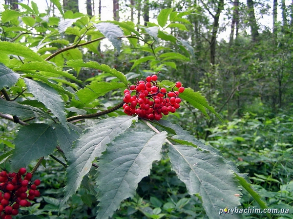 Чудеса природы