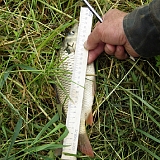 Чемпионат Дубово-2-49...