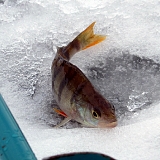 Хмельницкая мормышка-2014-4...