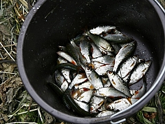 Хмельницкий фидер 2014-20