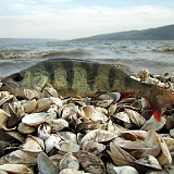 Полосатый разбойник сам поп...