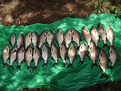 наши уловы-17