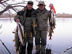 Трофеи 2012-Гирлянды зубатых хищниц