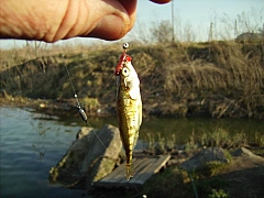 наши уловы-12