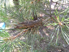 курьёзы на рыбалке-11