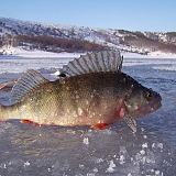 Зимний окунь на Днестре...