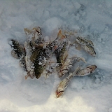 окуні і йоржики