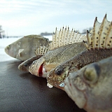 зимняя рыбалка