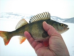 зимняя рыбалка